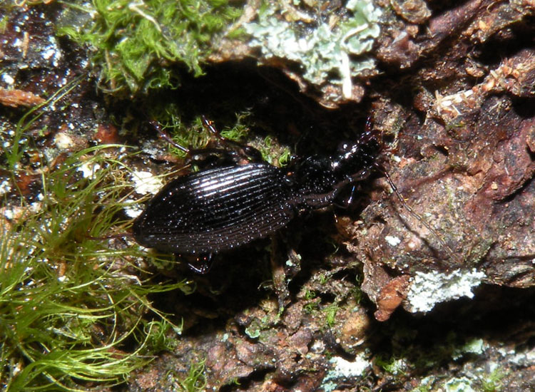 Bestie nere: Abax, Nebria, Platynus, Anoplotrupes